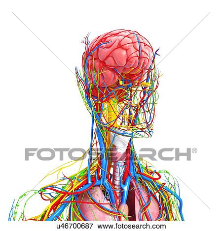 Female anatomy, artwork View Large Illustration Stock Illustration - Female anatomy, artwork. Fotosearch