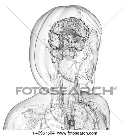 Stock Illustration - Female anatomy, artwork. Fotosearch