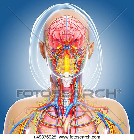 Stock Illustration - Female anatomy, artwork. Fotosearch