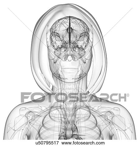 Stock Illustration - Female anatomy, artwork. Fotosearch