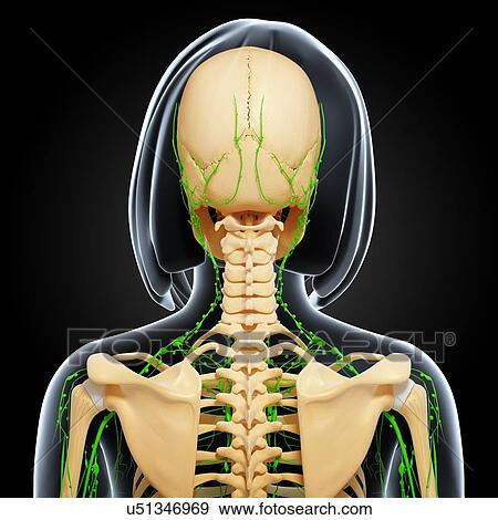 Stock Illustration - Female anatomy, artwork. Fotosearch
