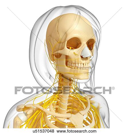 Female anatomy, artwork View Large Illustration Stock Illustration - Female anatomy, artwork. Fotosearch