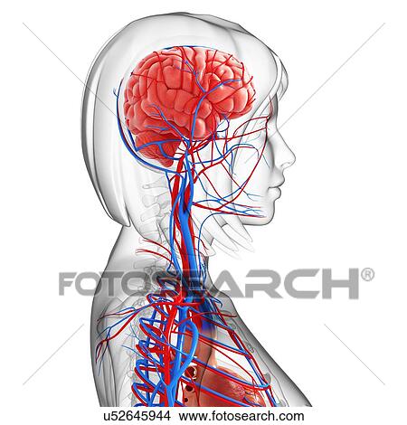 Female anatomy, artwork View Large Illustration Stock Illustration - Female anatomy, artwork. Fotosearch