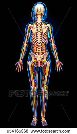 Female anatomy, artwork View Large Illustration Stock Illustration - Female anatomy, artwork. Fotosearch