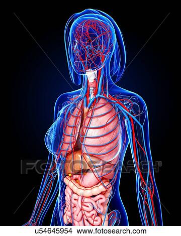 Female anatomy, artwork View Large Illustration Stock Illustration - Female anatomy, artwork. Fotosearch