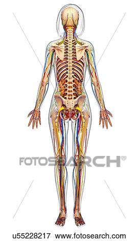 Stock Illustration - Female anatomy, artwork. Fotosearch