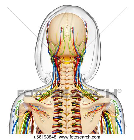 Stock Illustration - Female anatomy, artwork. Fotosearch