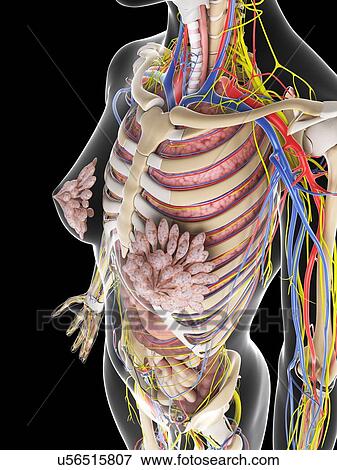 Stock Illustration - Female anatomy, artwork. Fotosearch