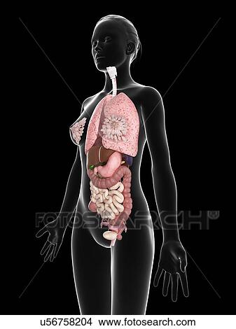 Female anatomy, artwork View Large Illustration Stock Illustration - Female anatomy, artwork. Fotosearch