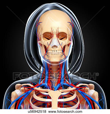 Stock Illustration - Female anatomy, artwork. Fotosearch