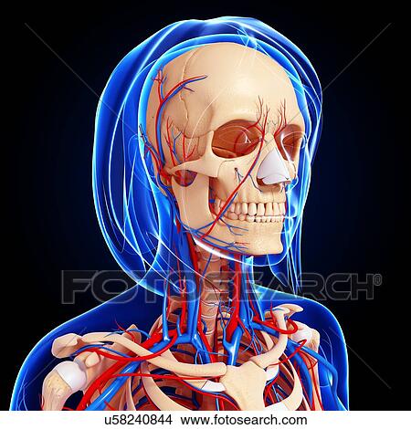 Stock Illustration - Female anatomy, artwork. Fotosearch