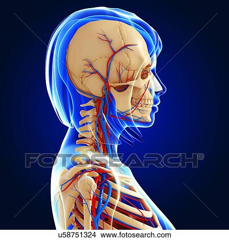 Female anatomy, artwork View Large Illustration Stock Illustration - Female anatomy, artwork. Fotosearch