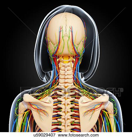 Stock Illustration - Female anatomy, artwork. Fotosearch