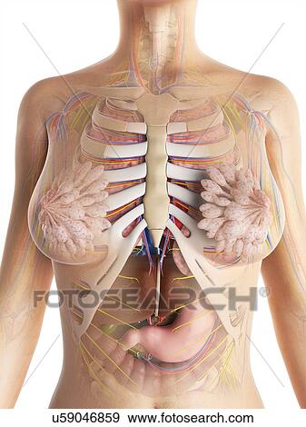 Female anatomy, artwork View Large Illustration Stock Illustration - Female anatomy, artwork. Fotosearch