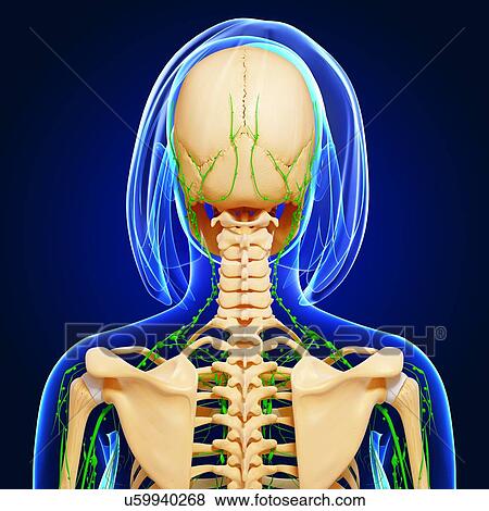 Stock Illustration - Female anatomy, artwork. Fotosearch