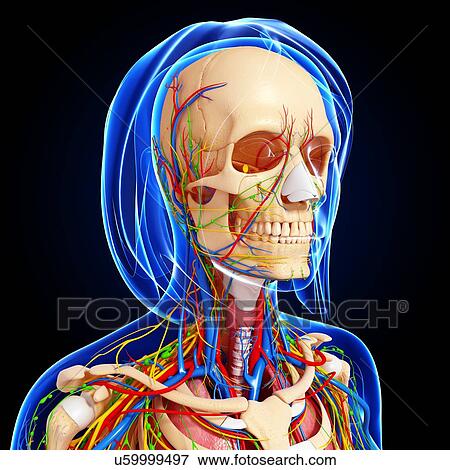 Female anatomy, artwork View Large Illustration Stock Illustration - Female anatomy, artwork. Fotosearch