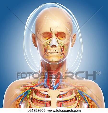 Female anatomy, artwork View Large Illustration Stock Illustration - Female anatomy, artwork. Fotosearch