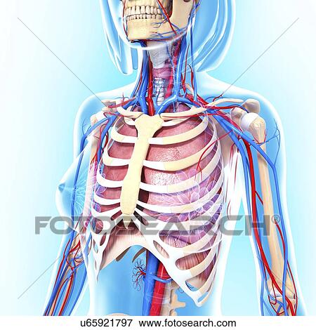 Female anatomy, artwork View Large Illustration Stock Illustration - Female anatomy, artwork. Fotosearch