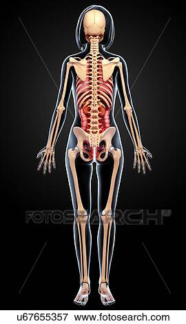 Female anatomy, artwork View Large Illustration Stock Illustration - Female anatomy, artwork. Fotosearch