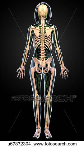 Stock Illustration - Female anatomy, artwork. Fotosearch