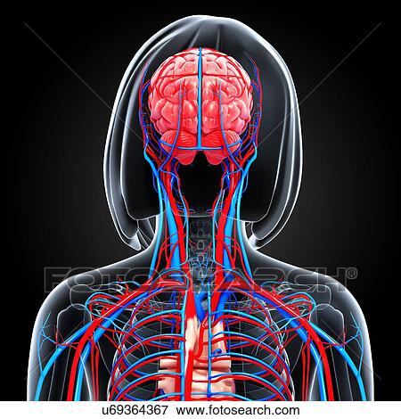 Stock Illustration - Female anatomy, artwork. Fotosearch