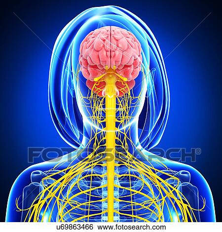 Stock Illustration - Female anatomy, artwork. Fotosearch