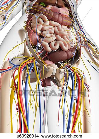 Female anatomy, artwork View Large Illustration Stock Illustration - Female anatomy, artwork. Fotosearch
