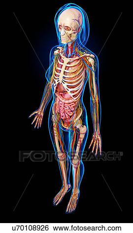 Stock Illustration - Female anatomy, artwork. Fotosearch