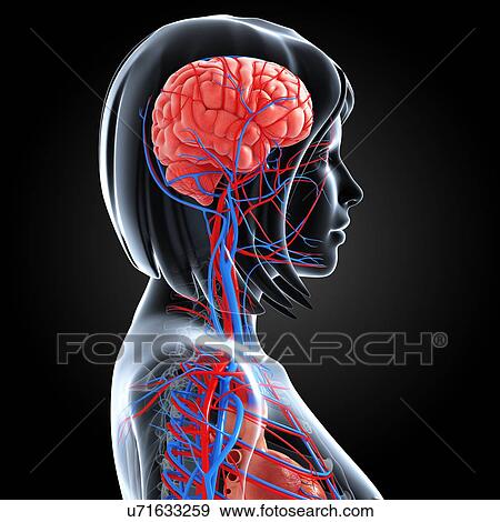 Female anatomy, artwork View Large Illustration Stock Illustration - Female anatomy, artwork. Fotosearch