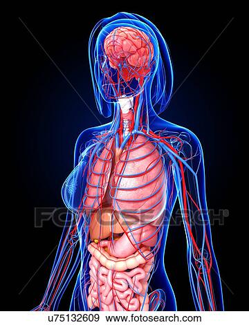 Female anatomy, artwork View Large Illustration Stock Illustration - Female anatomy, artwork. Fotosearch
