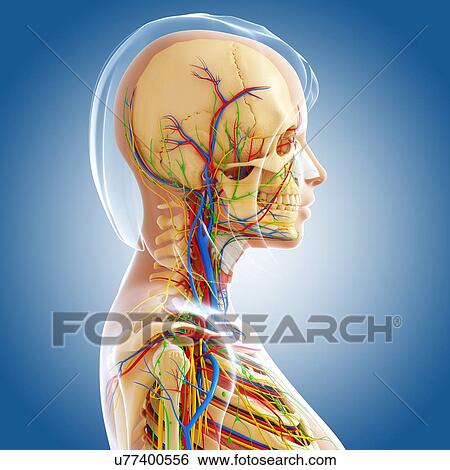 Female anatomy, artwork View Large Illustration Stock Illustration - Female anatomy, artwork. Fotosearch