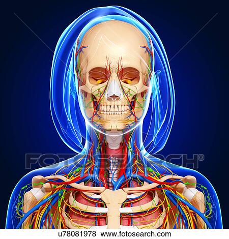 Stock Illustration - Female anatomy, artwork. Fotosearch