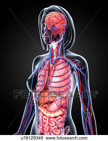 Stock Illustration - Female anatomy, artwork. Fotosearch