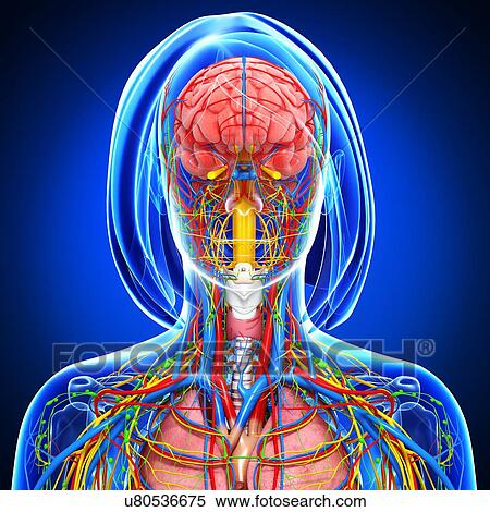 Female anatomy, artwork View Large Illustration Stock Illustration - Female anatomy, artwork. Fotosearch