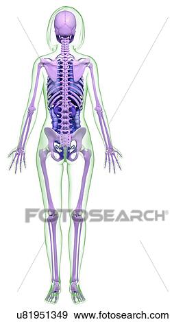 Stock Illustration - Female anatomy, artwork. Fotosearch