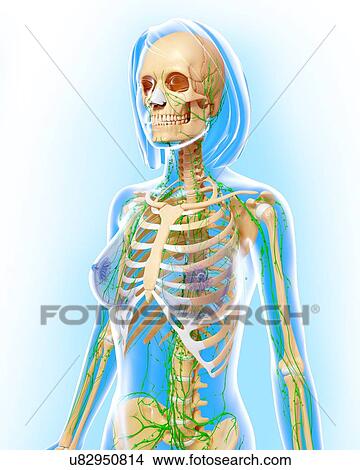 Stock Illustration - Female anatomy, artwork. Fotosearch