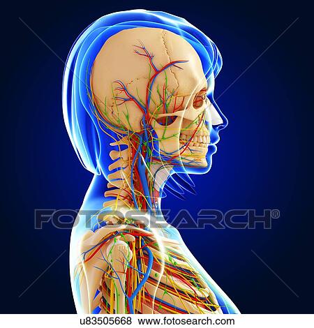 Stock Illustration - Female anatomy, artwork. Fotosearch