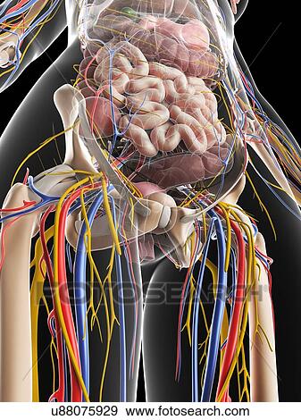 Female anatomy, artwork View Large Illustration Stock Illustration - Female anatomy, artwork. Fotosearch