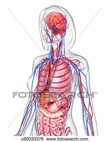 Stock Illustration - Female anatomy, artwork. Fotosearch