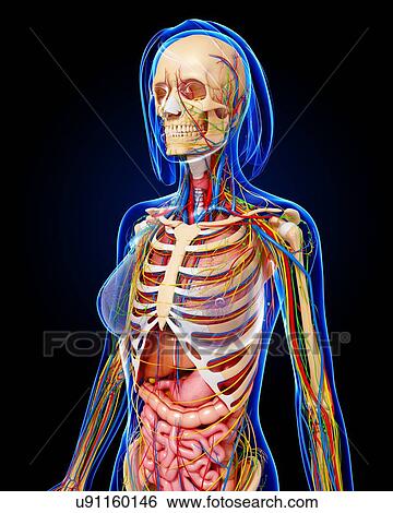Female anatomy, artwork View Large Illustration Stock Illustration - Female anatomy, artwork. Fotosearch