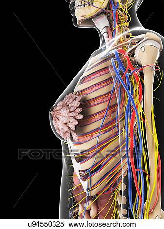 Stock Illustration - Female anatomy, artwork. Fotosearch