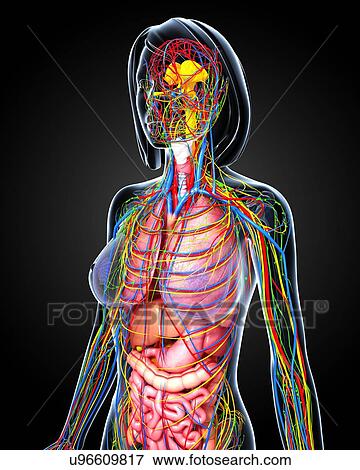 Stock Illustration - Female anatomy, artwork. Fotosearch
