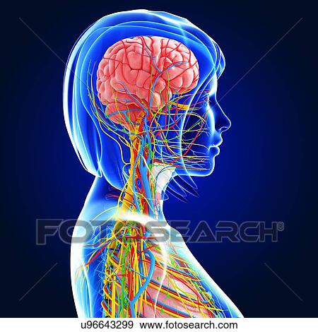 Female anatomy, artwork View Large Illustration Stock Illustration - Female anatomy, artwork. Fotosearch