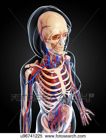Female anatomy, artwork View Large Illustration Stock Illustration - Female anatomy, artwork. Fotosearch