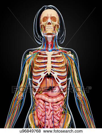 Female anatomy, artwork View Large Illustration Stock Illustration - Female anatomy, artwork. Fotosearch