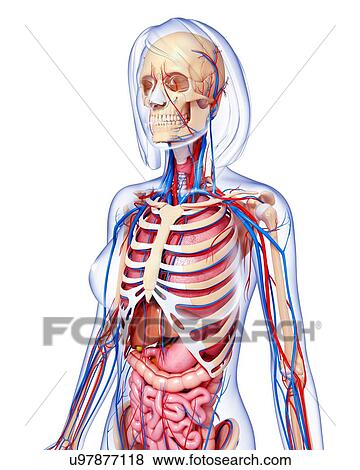 Female anatomy, artwork View Large Illustration Stock Illustration - Female anatomy, artwork. Fotosearch