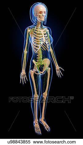 Female anatomy, artwork View Large Illustration Stock Illustration - Female anatomy, artwork. Fotosearch