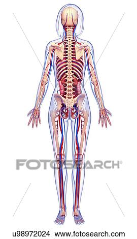 Female anatomy, artwork View Large Illustration Stock Illustration - Female anatomy, artwork. Fotosearch