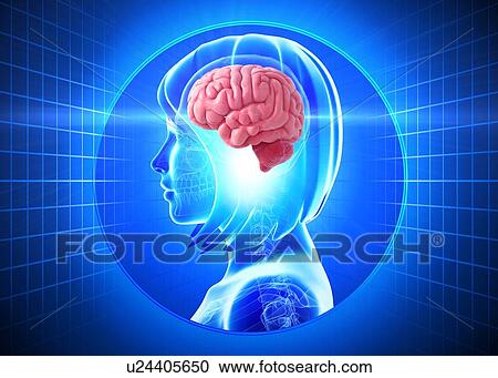 Clipart - Female brain, artwork. Fotosearch