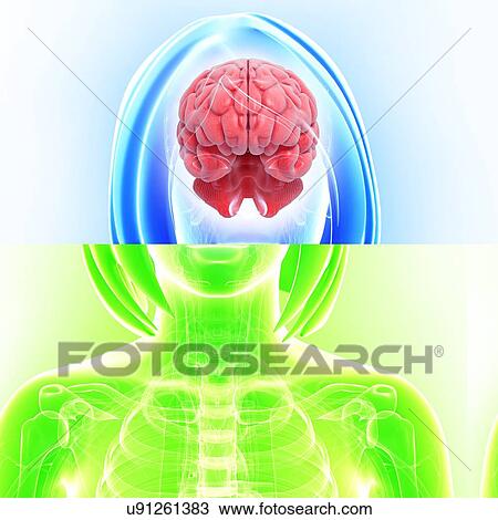 Female brain, artwork View Large Illustration Drawing - Female brain, artwork. Fotosearch